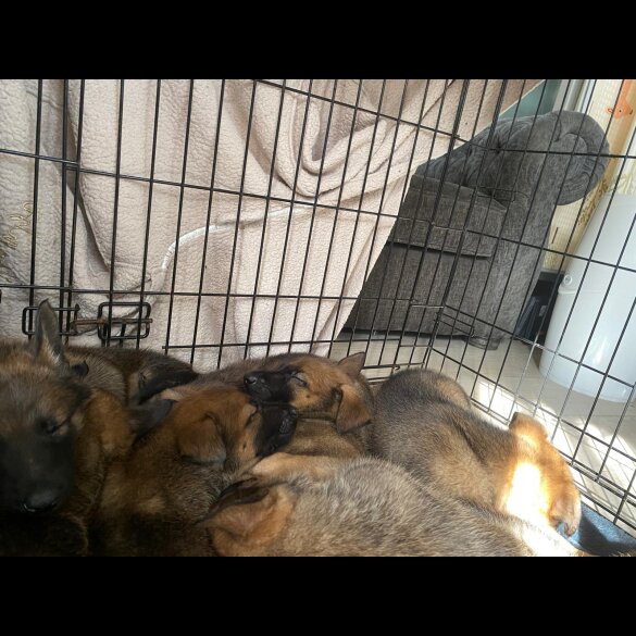 Belgian Shepherd Dog (Tervuren) - Both