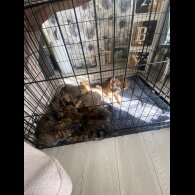 Belgian Shepherd Dog (Tervuren) - Both