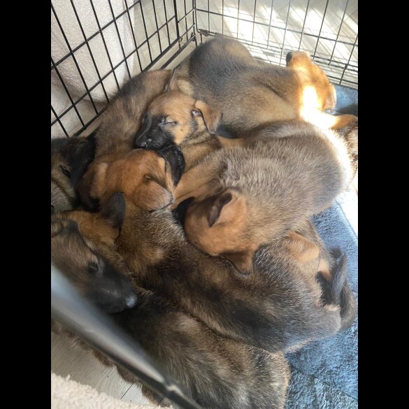 Belgian Shepherd Dog (Tervuren) - Both