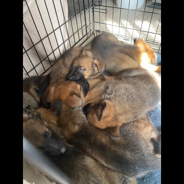 Belgian Shepherd Dog (Tervuren) - Both