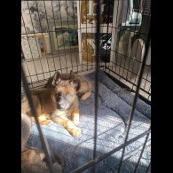 Belgian Shepherd Dog (Tervuren) - Both