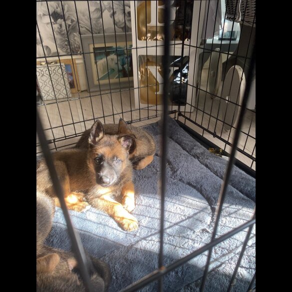 Belgian Shepherd Dog (Tervuren) - Both