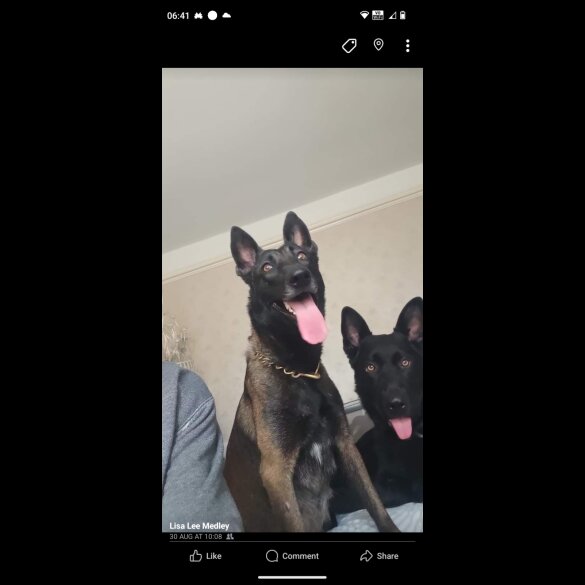 Belgian Shepherd Dog (Tervuren) - Both