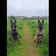 Belgian Shepherd Dog (Tervuren) - Both