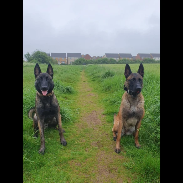 Belgian Shepherd Dog (Tervuren) - Both
