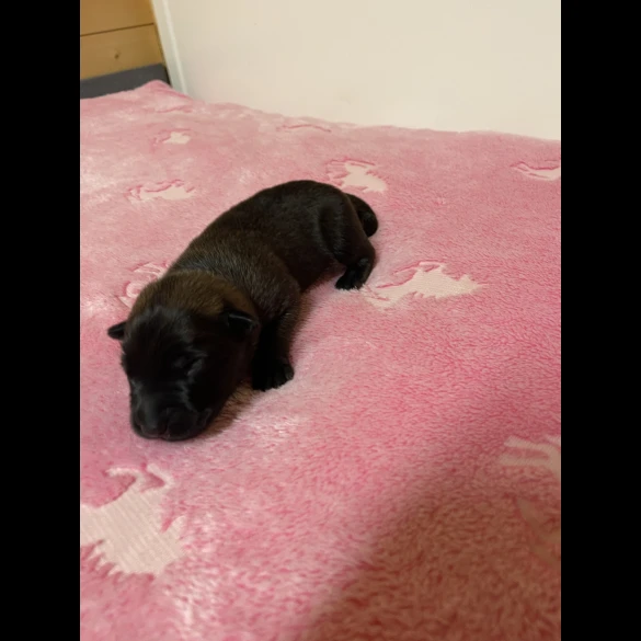 Belgian Shepherd Dog (Tervuren) - Both