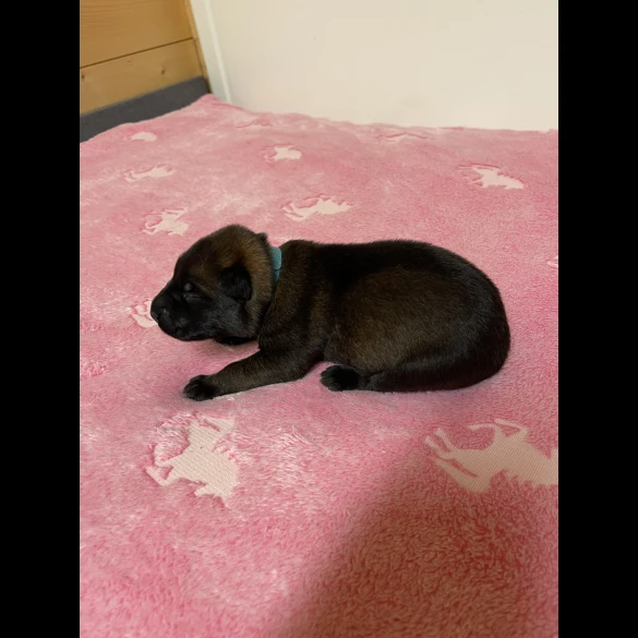 Belgian Shepherd Dog (Tervuren) - Both