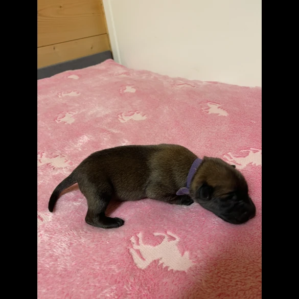Belgian Shepherd Dog (Tervuren) - Both