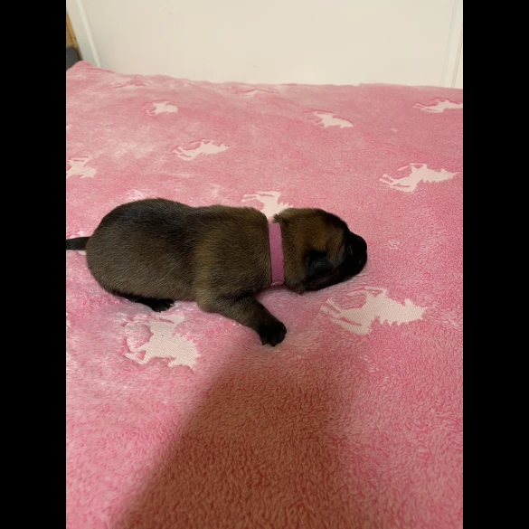 Belgian Shepherd Dog (Tervuren) - Both