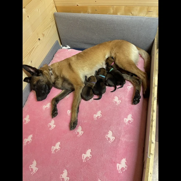Belgian Shepherd Dog (Tervuren) - Both