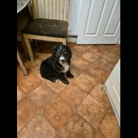 Bernese Mountain Dog - Dogs