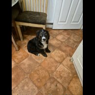 Bernese Mountain Dog - Dogs