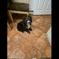 Bernese Mountain Dog - Dogs