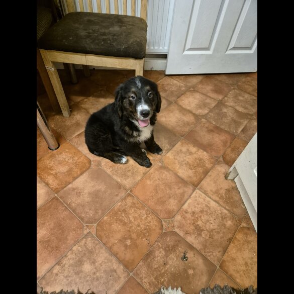 Bernese Mountain Dog - Dogs