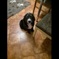 Bernese Mountain Dog - Dogs