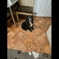 Bernese Mountain Dog - Dogs