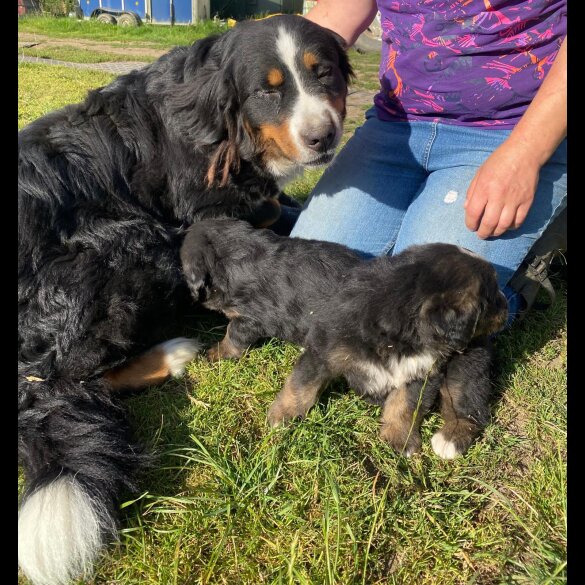 Bernese Mountain Dog - Dogs