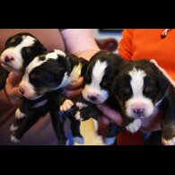 Bernese Mountain Dog - Both