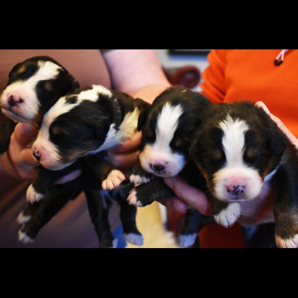Bernese Mountain Dog - Both