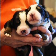 Bernese Mountain Dog - Both