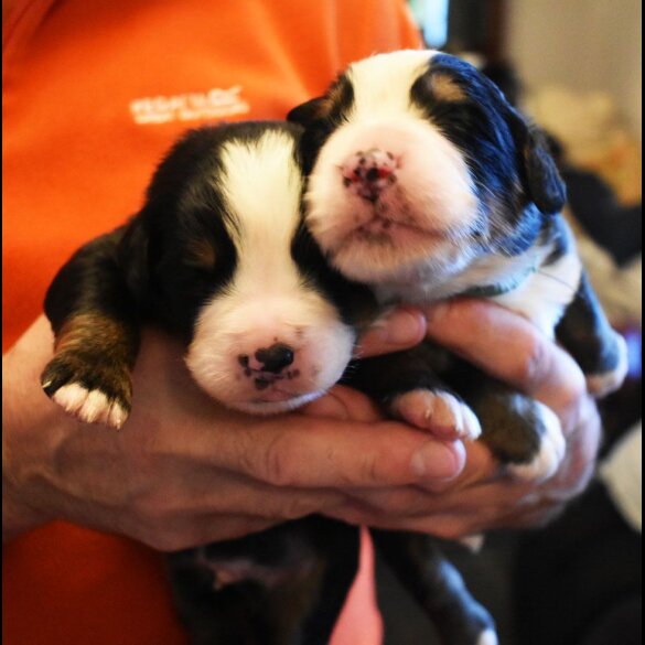 Bernese Mountain Dog - Both