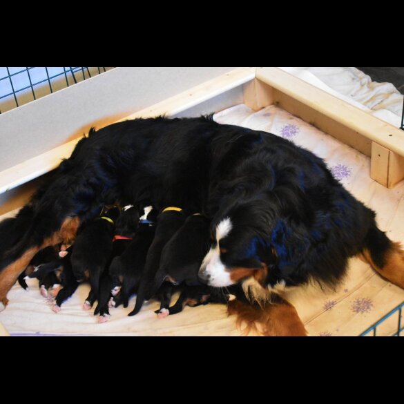 Bernese Mountain Dog - Both