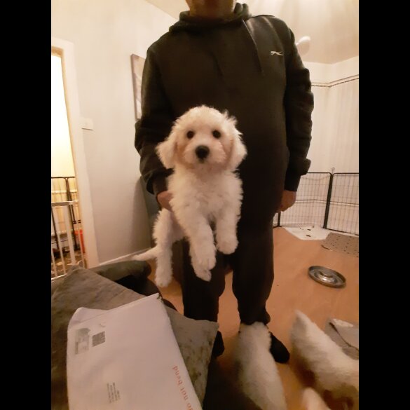 Bichon Frise - Dogs