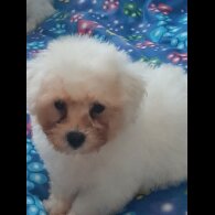 Bichon Frise - Dogs