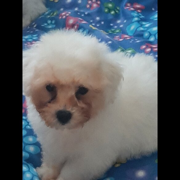 Bichon Frise - Dogs