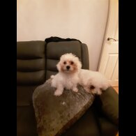 Bichon Frise - Dogs