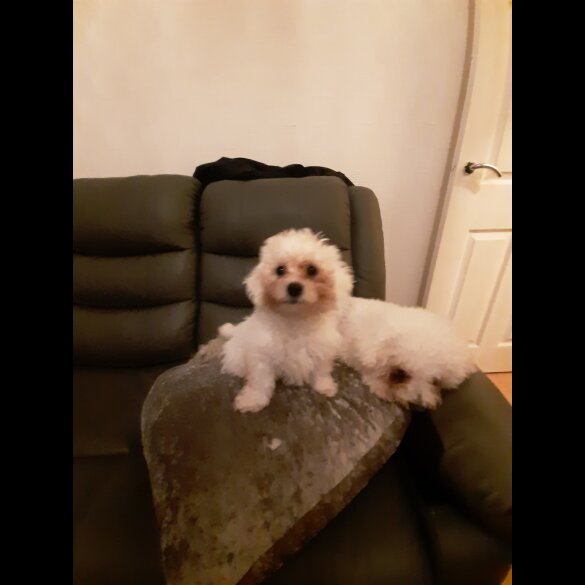 Bichon Frise - Dogs