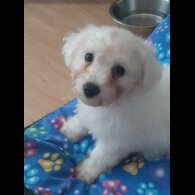 Bichon Frise - Dogs