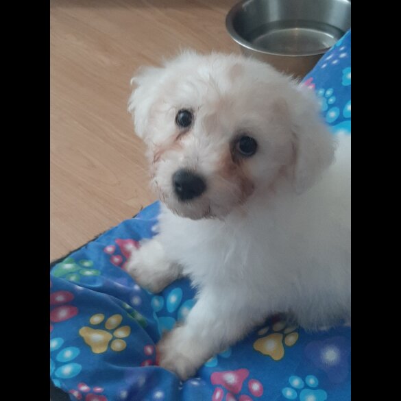 Bichon Frise - Dogs