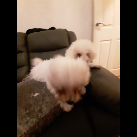 Bichon Frise - Dogs