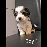 Biewer Terrier - Both