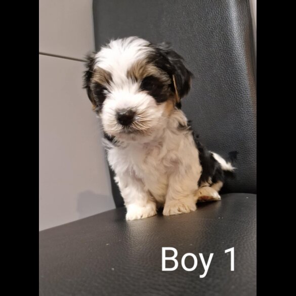 Biewer Terrier - Both