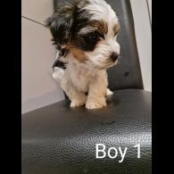 Biewer Terrier - Both