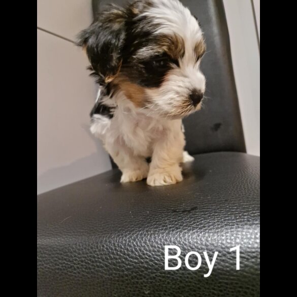 Biewer Terrier - Both