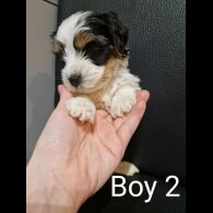 Biewer Terrier - Both