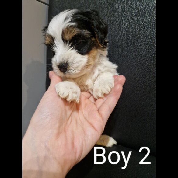 Biewer Terrier - Both