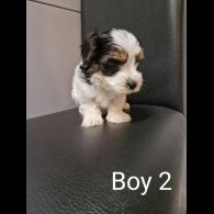 Biewer Terrier - Both
