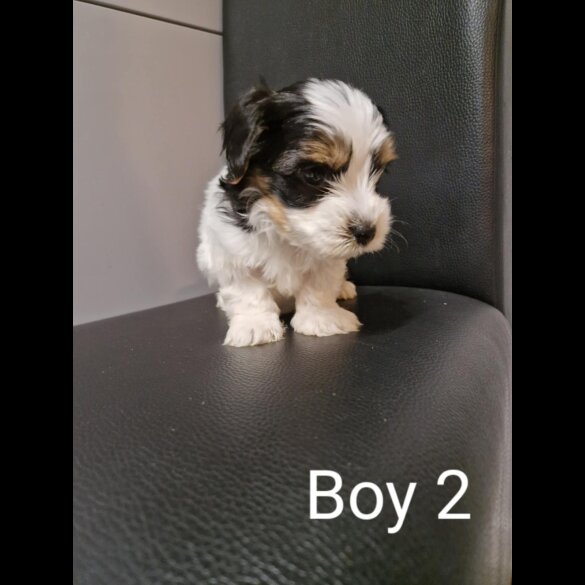 Biewer Terrier - Both