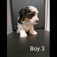 Biewer Terrier - Both