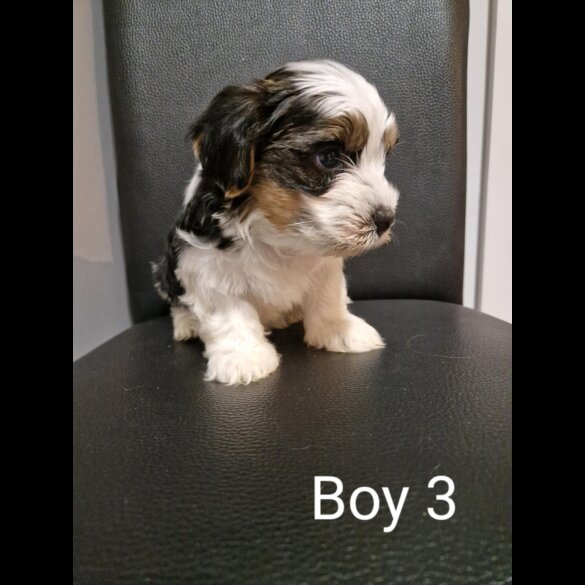 Biewer Terrier - Both