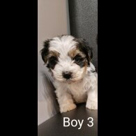 Biewer Terrier - Both