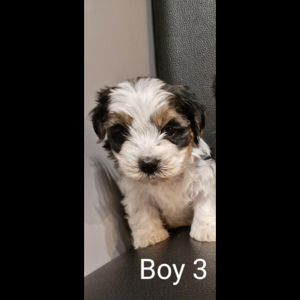 Biewer Terrier - Both