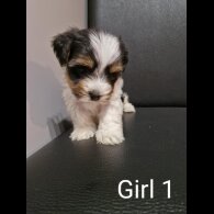 Biewer Terrier - Both