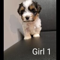 Biewer Terrier - Both