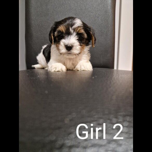 Biewer Terrier - Both