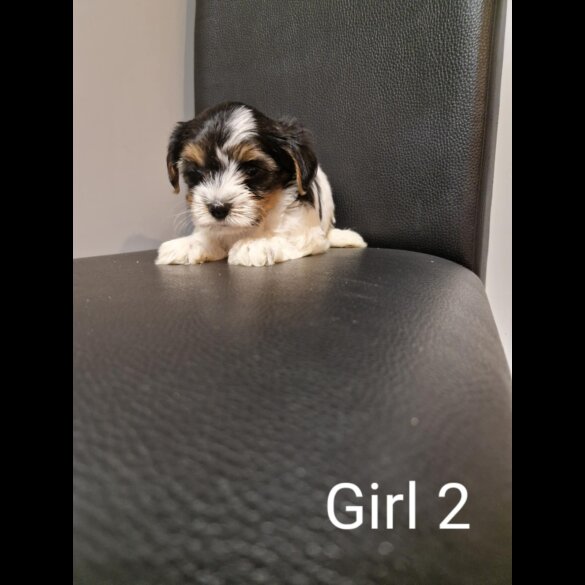 Biewer Terrier - Both